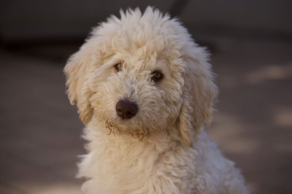 Little Butter