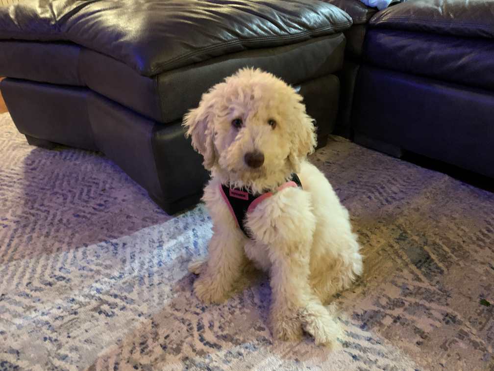 Sweet Girl